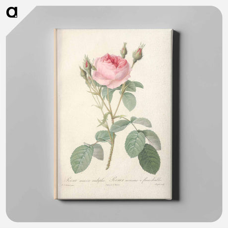 アートパネル-Rose illustration - ピエール ジョゼフ ルドゥーテ Canvas.