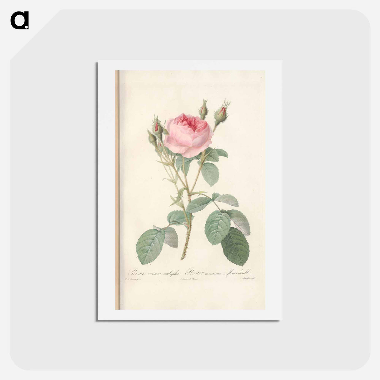 アートポストカード-Rose illustration - ピエール ジョゼフ ルドゥーテ Postcard.