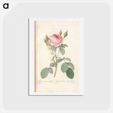アートポストカード-Rose illustration - ピエール ジョゼフ ルドゥーテ Postcard.
