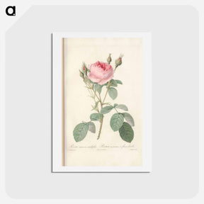アートポストカード-Rose illustration - ピエール ジョゼフ ルドゥーテ Postcard.