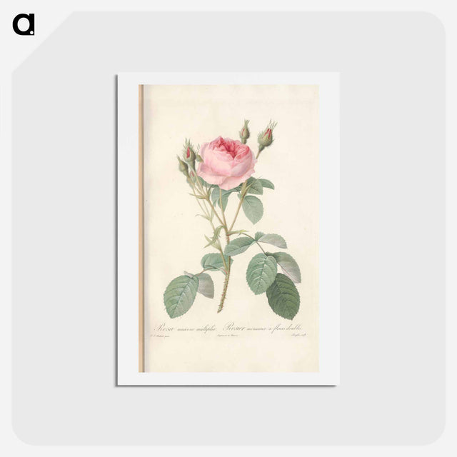 アートポストカード-Rose illustration - ピエール ジョゼフ ルドゥーテ Postcard.