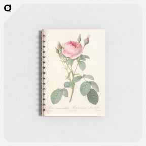 アートメモ帳-Rose illustration - ピエール ジョゼフ ルドゥーテ Memo.