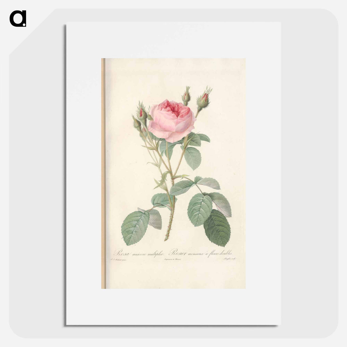 Rose illustration - Pierre Joseph Redouté Poster.