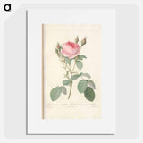 Rose illustration - Pierre Joseph Redouté Poster.
