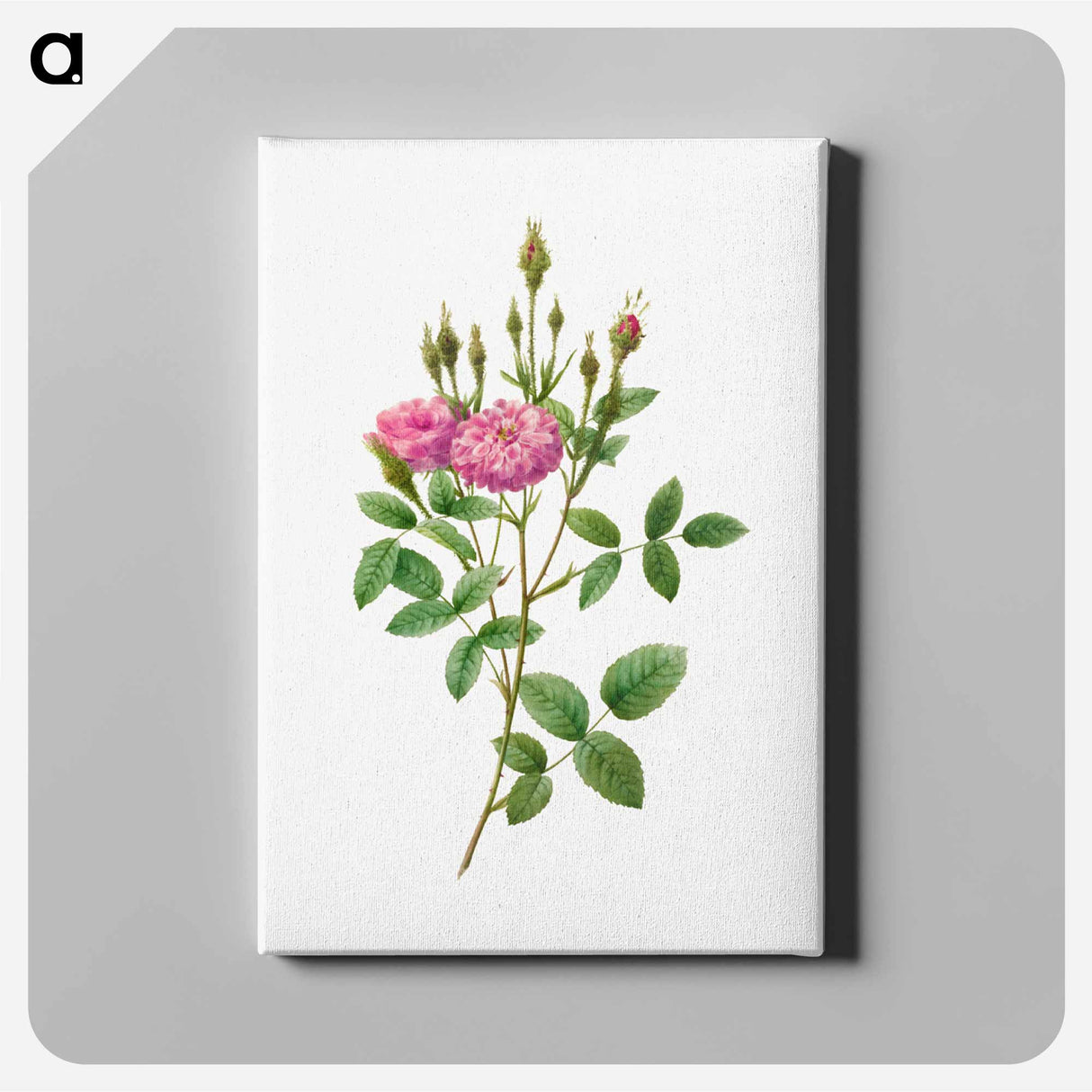 アートパネル-Rosa Pomponiana Muscosa
 - クリーブランド美術館 Canvas.