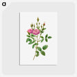 アートポストカード-Rosa Pomponiana Muscosa
 - クリーブランド美術館 Postcard.