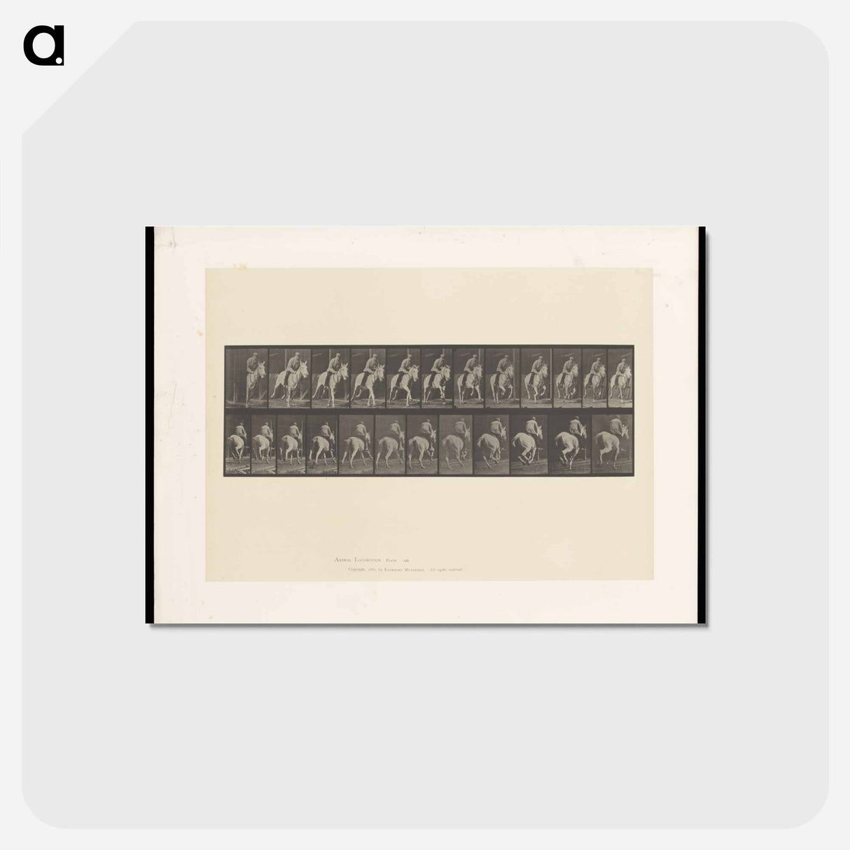 アートポストカード-Man on Horse
 - エドワード マイブリッジ Postcard.