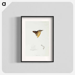 アートポスター-Black-backed Buttonquail
 - ジョン グールド Poster.