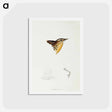 アートポストカード-Black-backed Buttonquail
 - ジョン グールド Postcard.