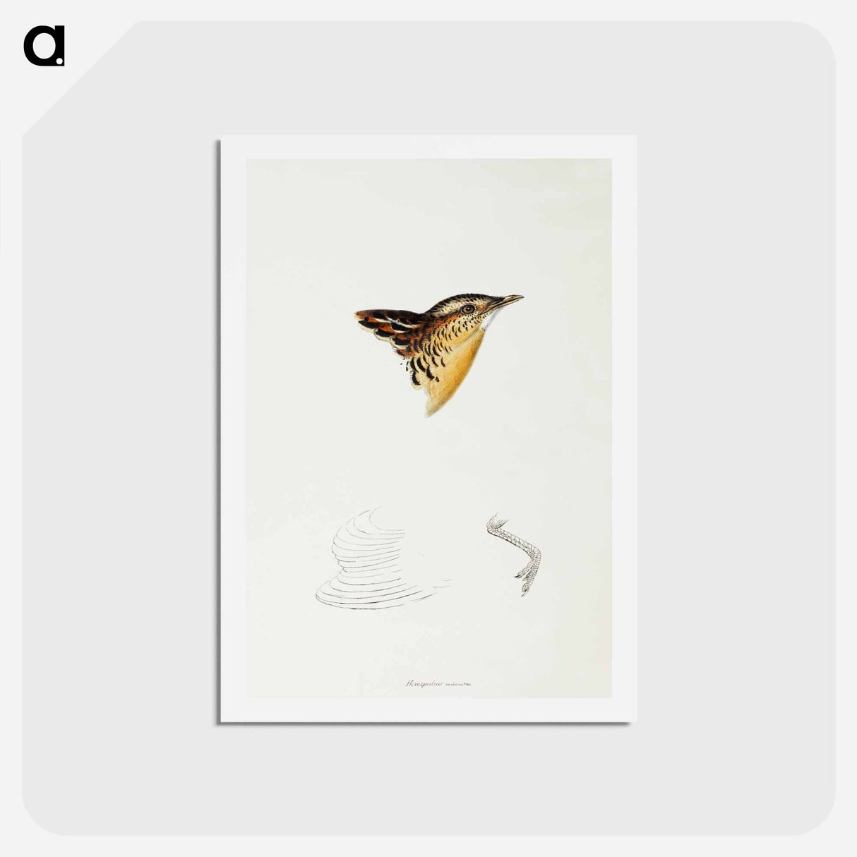 アートポストカード-Black-backed Buttonquail
 - ジョン グールド Postcard.