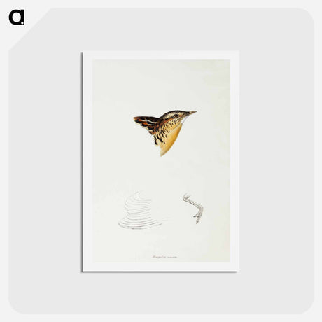 アートポストカード-Black-backed Buttonquail
 - ジョン グールド Postcard.