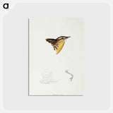 アートポストカード-Black-backed Buttonquail
 - ジョン グールド Postcard.