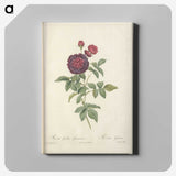 7-81_Pierre-Joseph-Redoute_canvas