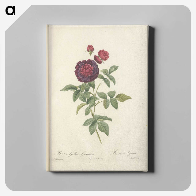 7-81_Pierre-Joseph-Redoute_canvas