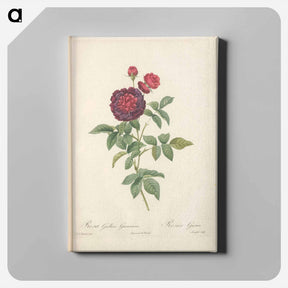 アートパネル-Rose illustration - ピエール ジョゼフ ルドゥーテ Canvas.