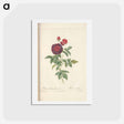 アートポストカード-Rose illustration - ピエール ジョゼフ ルドゥーテ Postcard.