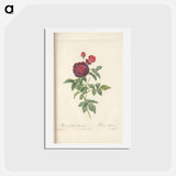 アートポストカード-Rose illustration - ピエール ジョゼフ ルドゥーテ Postcard.