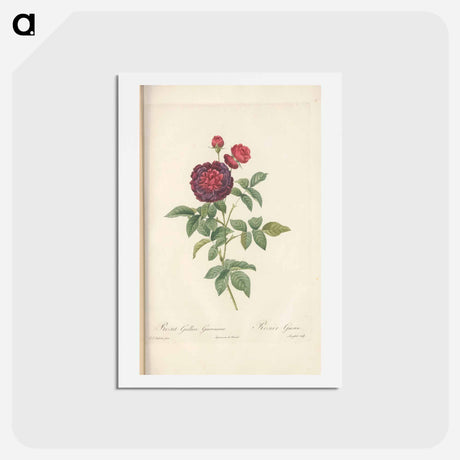 アートポストカード-Rose illustration - ピエール ジョゼフ ルドゥーテ Postcard.