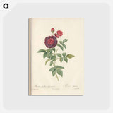 アートポストカード-Rose illustration - ピエール ジョゼフ ルドゥーテ Postcard.