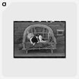 アートポストカード-Dog on Settee, Concho, Arizona
 - ラッセル リー Postcard.