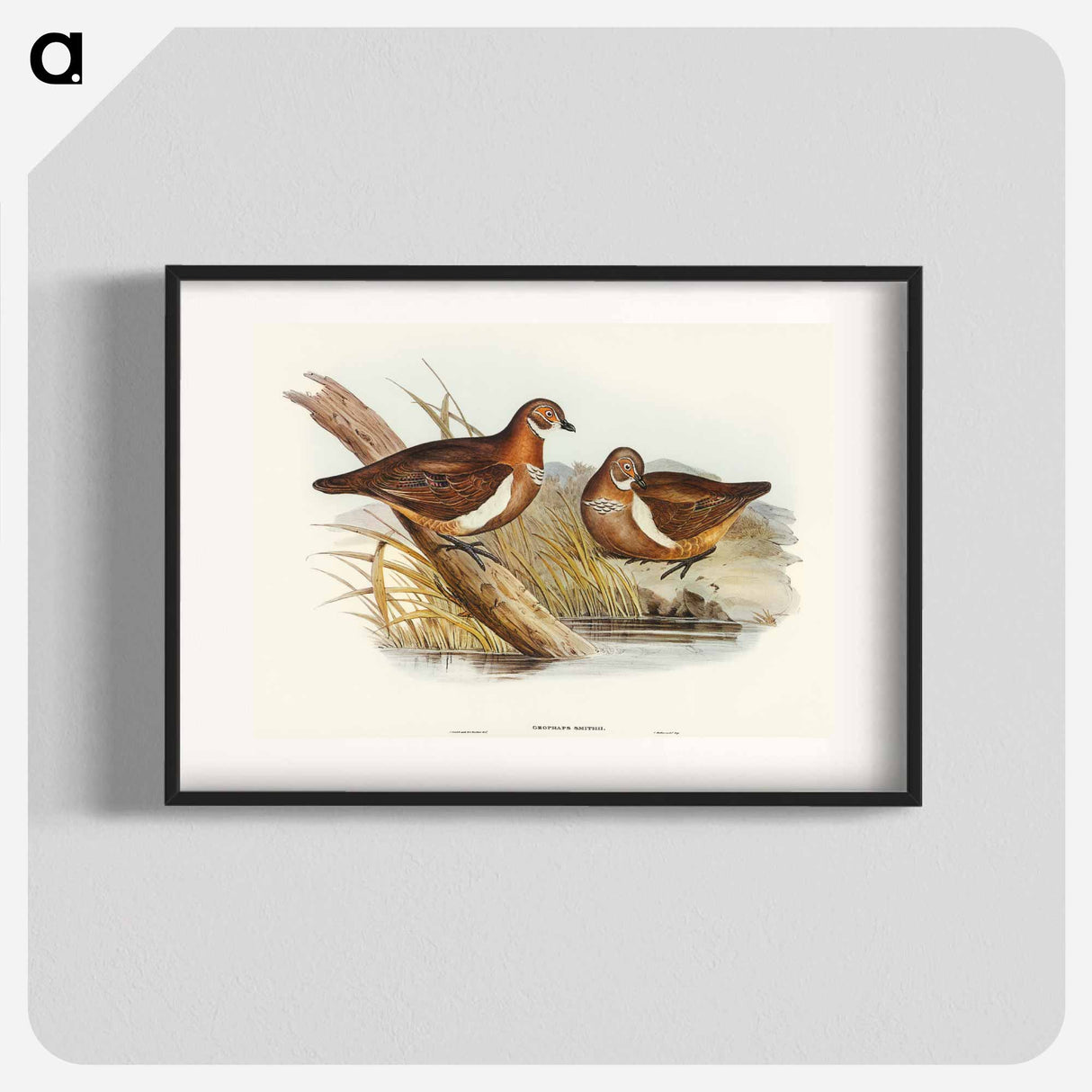 Smith's Partridge Bronze-wing
 - オーストラリアの鳥 Poster.