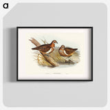 Smith's Partridge Bronze-wing
 - オーストラリアの鳥 Poster.