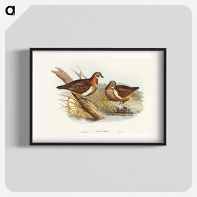 アートポスター-Smith's Partridge Bronze-wing
 - オーストラリアの鳥 Poster.