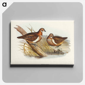アートパネル-Smith's Partridge Bronze-wing
 - オーストラリアの鳥 Canvas.