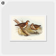 アートポストカード-Smith's Partridge Bronze-wing
 - オーストラリアの鳥 Postcard.