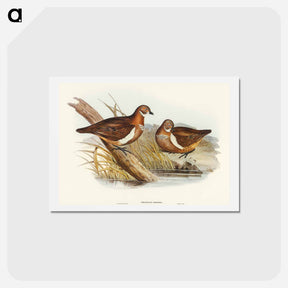 アートポストカード-Smith's Partridge Bronze-wing
 - オーストラリアの鳥 Postcard.