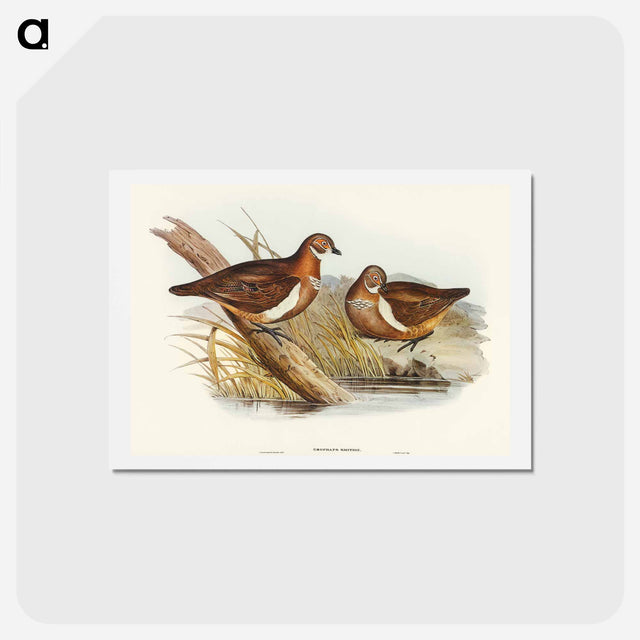 アートポストカード-Smith's Partridge Bronze-wing
 - オーストラリアの鳥 Postcard.