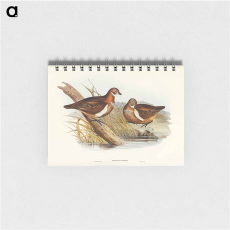 アートメモ帳-Smith's Partridge Bronze-wing
 - オーストラリアの鳥 Memo.