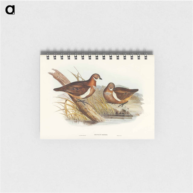 アートメモ帳-Smith's Partridge Bronze-wing
 - オーストラリアの鳥 Memo.