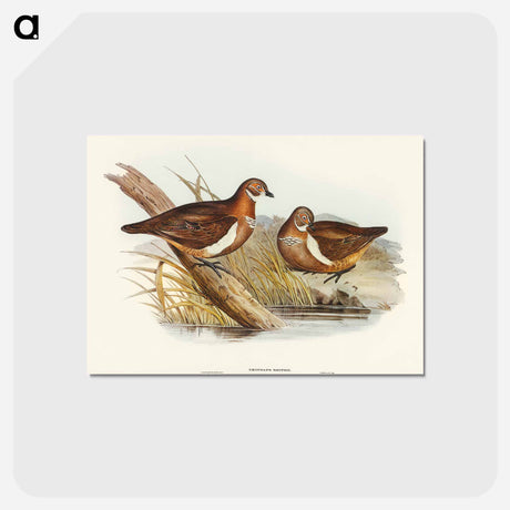 アートポストカード-Smith's Partridge Bronze-wing
 - オーストラリアの鳥 Postcard.