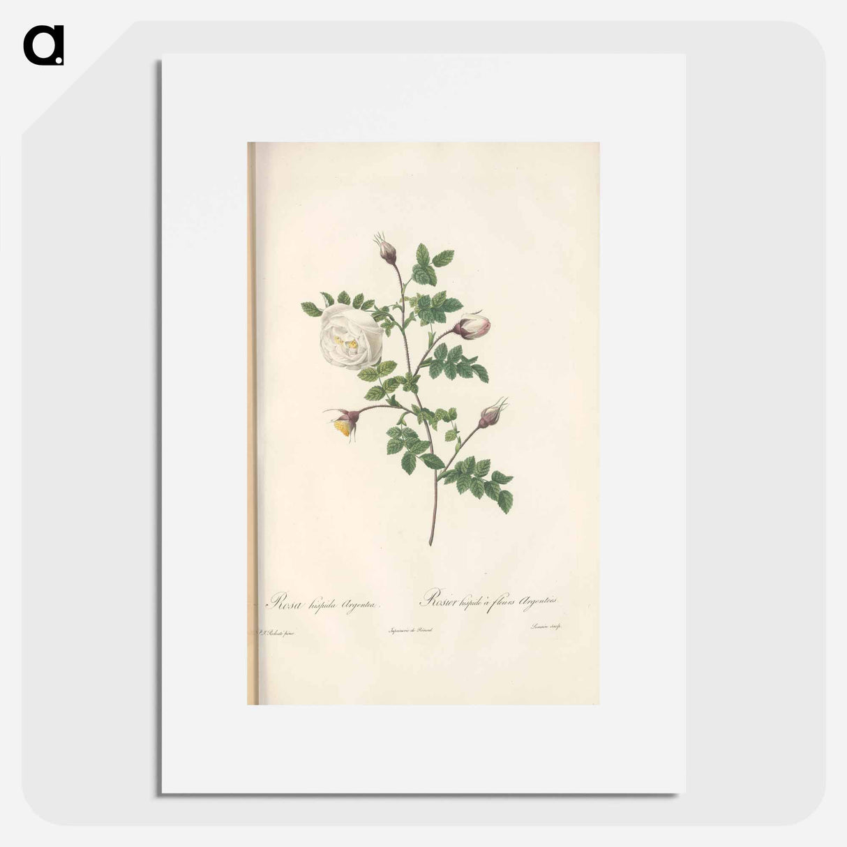 Rose illustration - Pierre Joseph Redouté Poster.