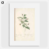 Rose illustration - Pierre Joseph Redouté Poster.