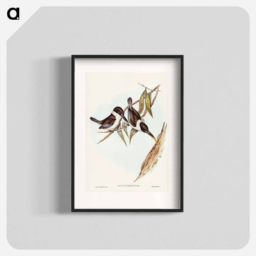 Halcyon Sordid
 - オーストラリアの鳥 Poster.