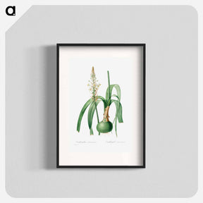 アートポスター-Ornithogalum Longibracteatum
 - クリーブランド美術館 Poster.