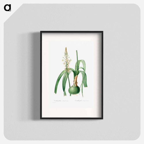 Ornithogalum Longibracteatum
 - クリーブランド美術館 Poster.