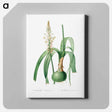 アートパネル-Ornithogalum Longibracteatum
 - クリーブランド美術館 Canvas.