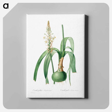 アートパネル-Ornithogalum Longibracteatum
 - クリーブランド美術館 Canvas.