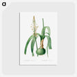 アートポストカード-Ornithogalum Longibracteatum
 - クリーブランド美術館 Postcard.