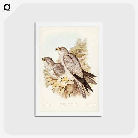 アートポストカード-Gray Falcon
 - ジョン グールド Postcard.