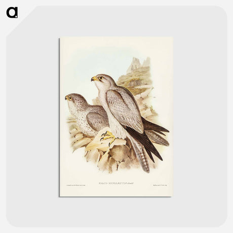アートポストカード-Gray Falcon
 - ジョン グールド Postcard.