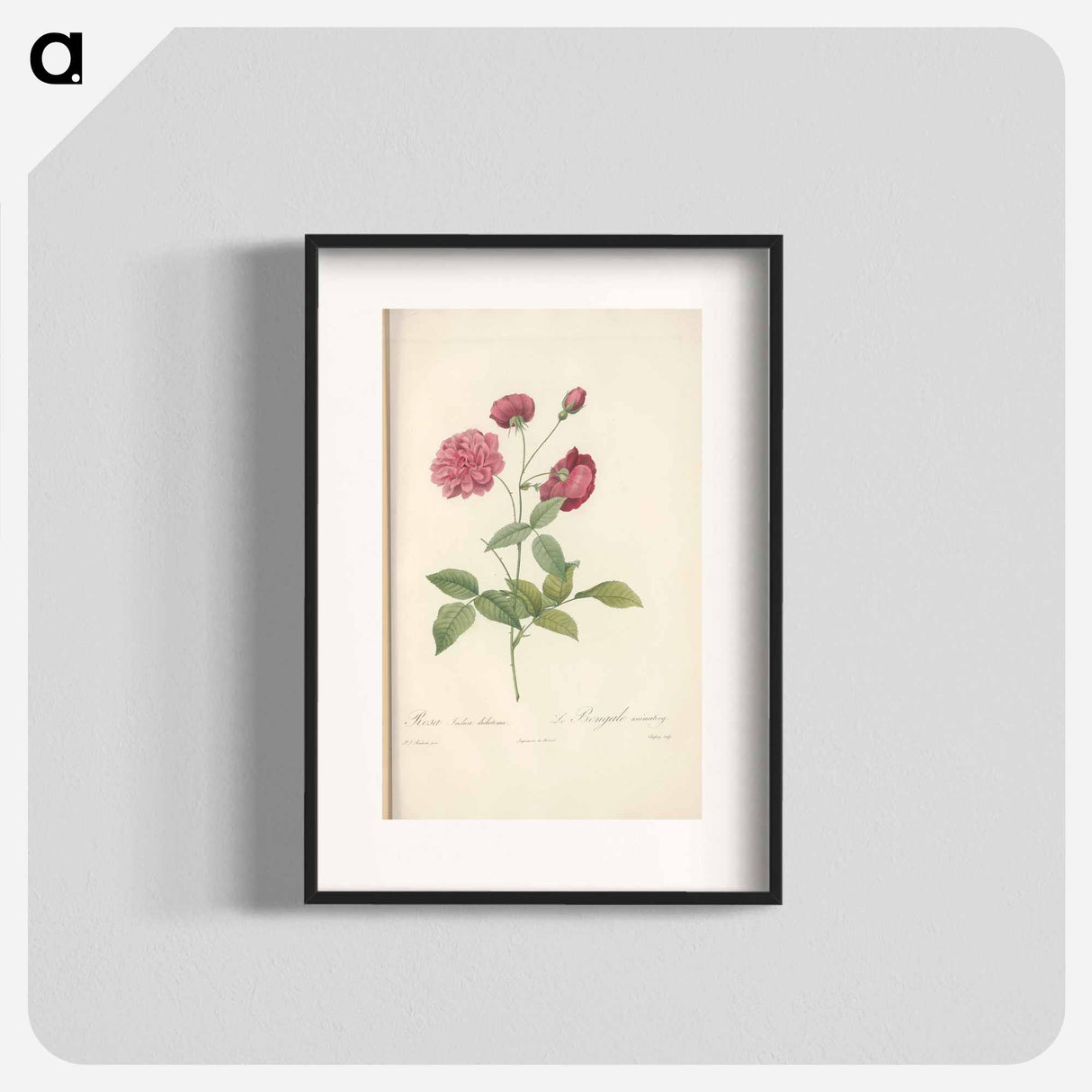 Rose illustration - Pierre Joseph Redouté Poster.