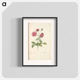 Rose illustration - Pierre Joseph Redouté Poster.
