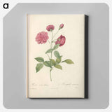 アートパネル-Rose illustration - ピエール ジョゼフ ルドゥーテ Canvas.