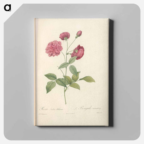 アートパネル-Rose illustration - ピエール ジョゼフ ルドゥーテ Canvas.