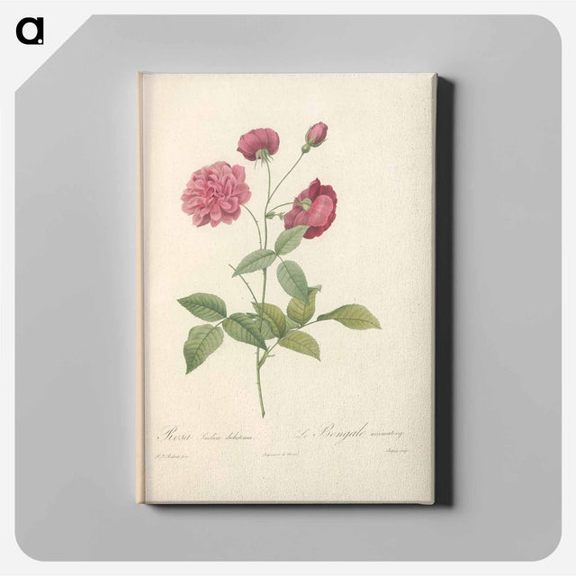 アートパネル-Rose illustration - ピエール ジョゼフ ルドゥーテ Canvas.