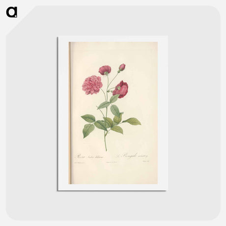 アートポストカード-Rose illustration - ピエール ジョゼフ ルドゥーテ Postcard.